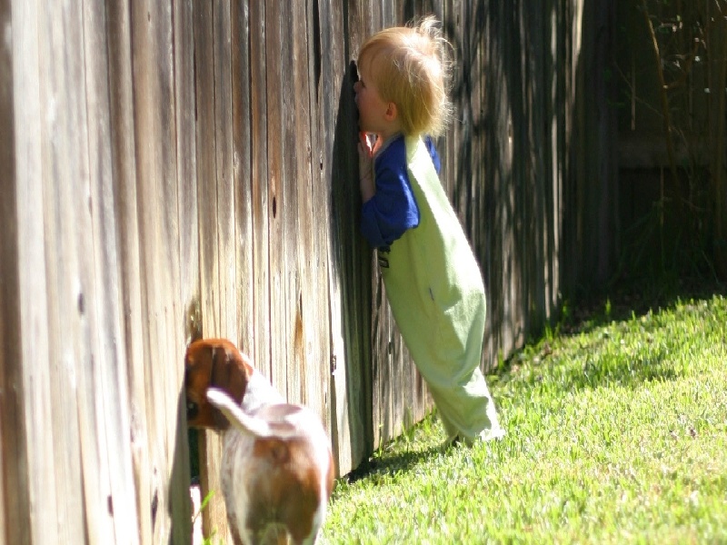 自进试管棚试管长期治疗方案培育香蕉试管苗